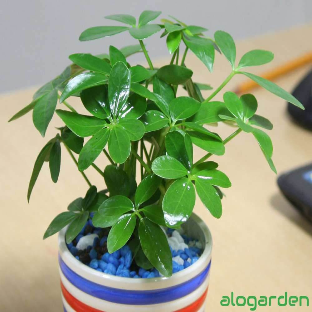 Cây ngũ gia bì, cây đuổi muỗi.gửi cây hình bên