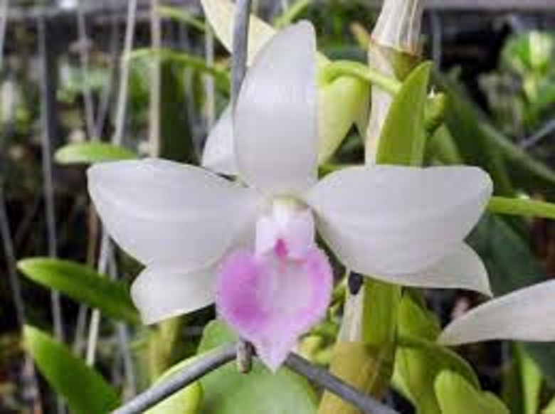 1 CỐC PHI ĐIỆP 5CT NHA TRANG