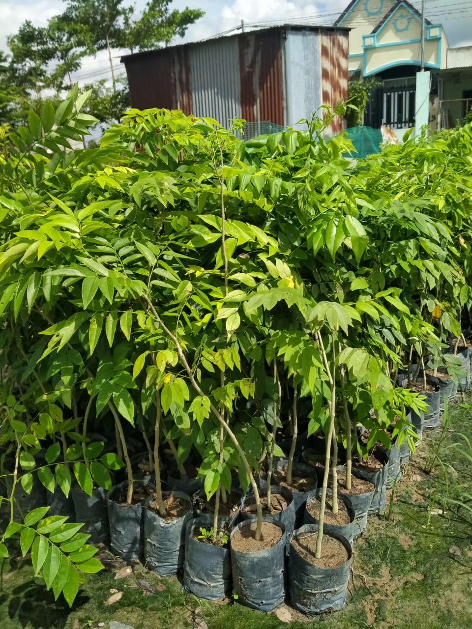 COMBO 10 CÂY XƯA ĐỎ CAO 50CM