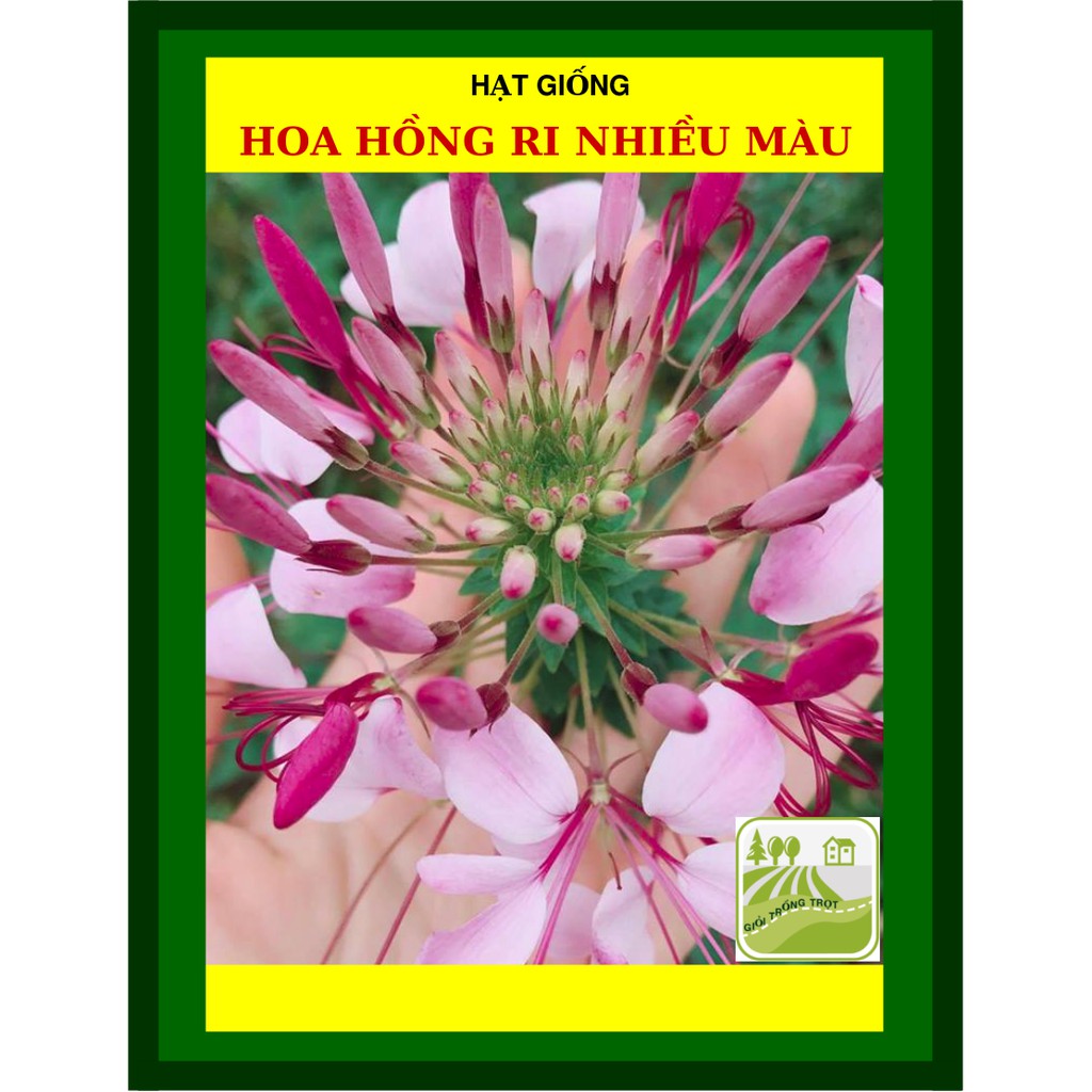 Hạt giống hoa hồng ri nhiều màu 10 hạt