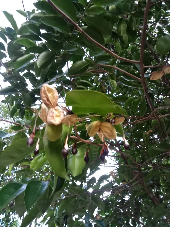 Hạt giống cây gió bầu trầm hương