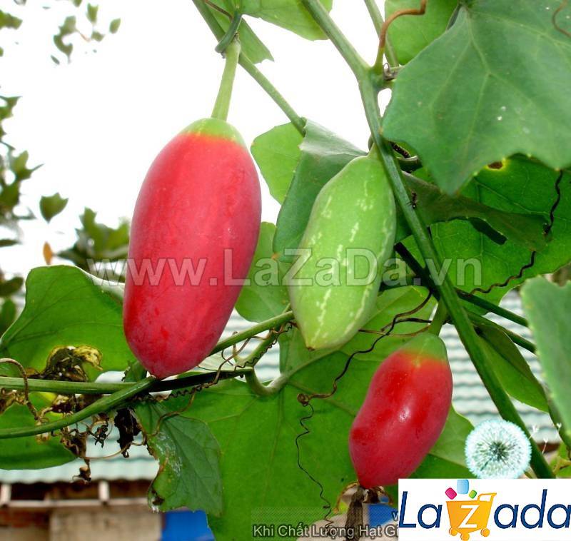 SỈ- Hạt Giống Cây Bình Bát Dây Dây Bát Mãng Bát (50Hạt)