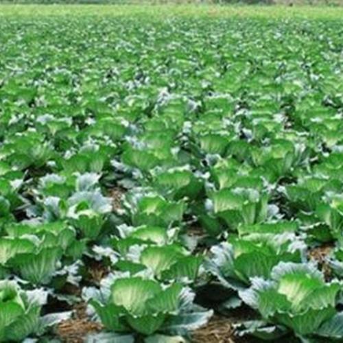 Hạt Giống Rau Cải Bắp Chịu Nhiệt F1. Túi 0,2 Gram - Khoảng 30 Hạt