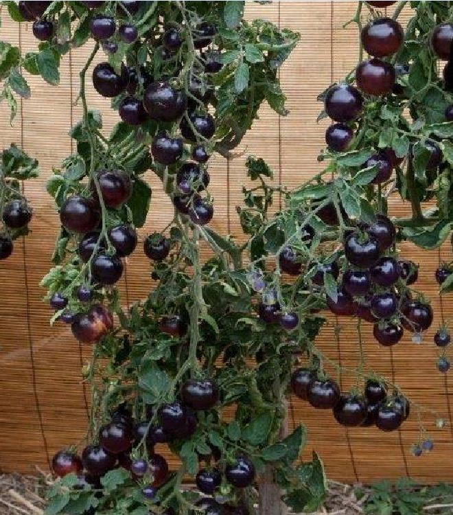 Hạt giống cà chua quả đen gói 10 hạt - VTNT