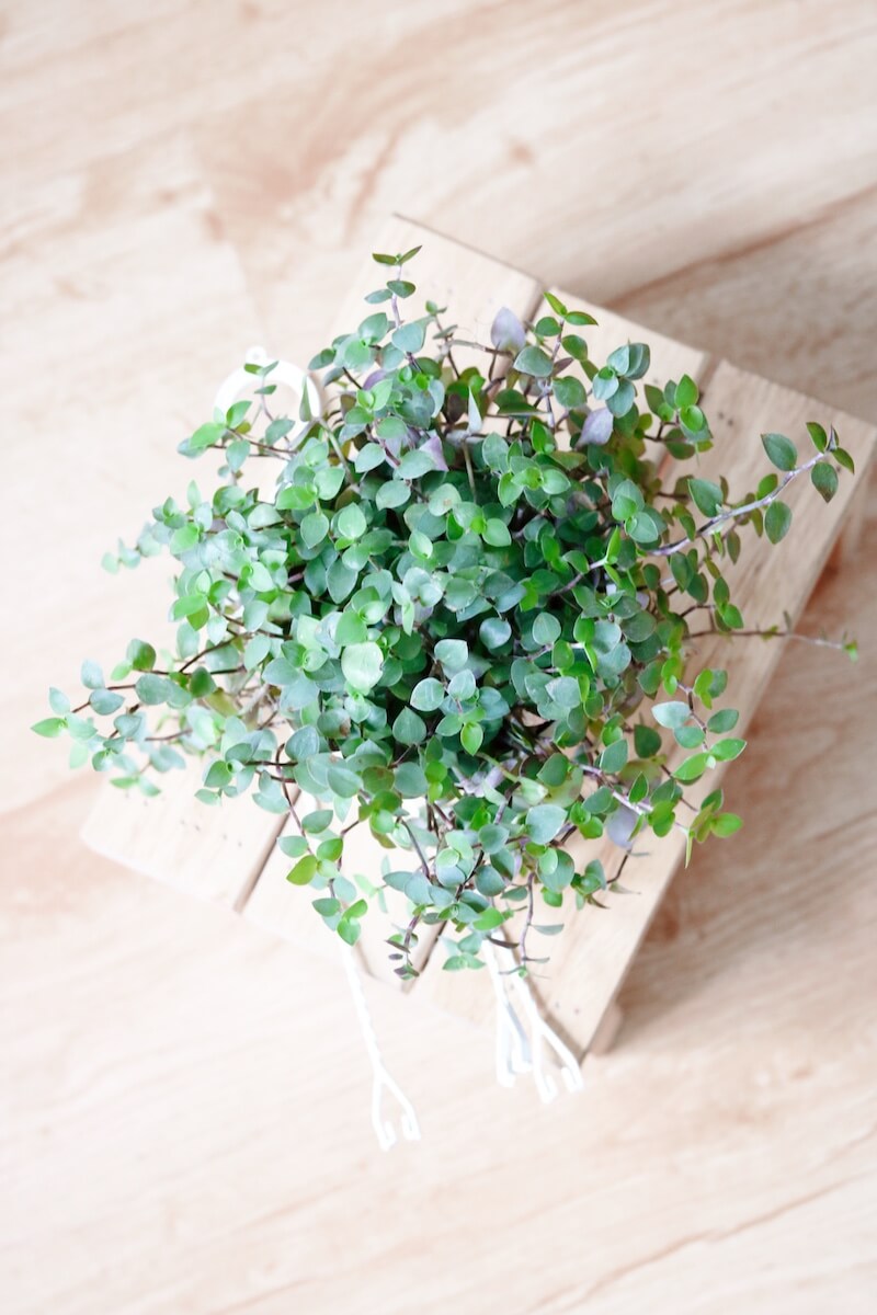 Cây Callasia repens - Cây Tổ Ong (chậu treo hoặc chậu đất nung)