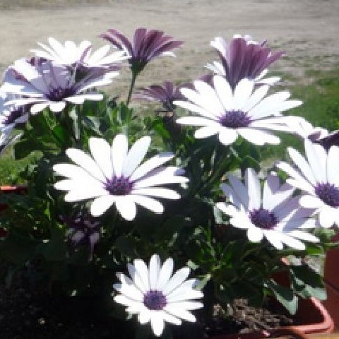 Mixed Multicolored African Chrysanthemum Seeds (1 Pack of 20 Seeds)