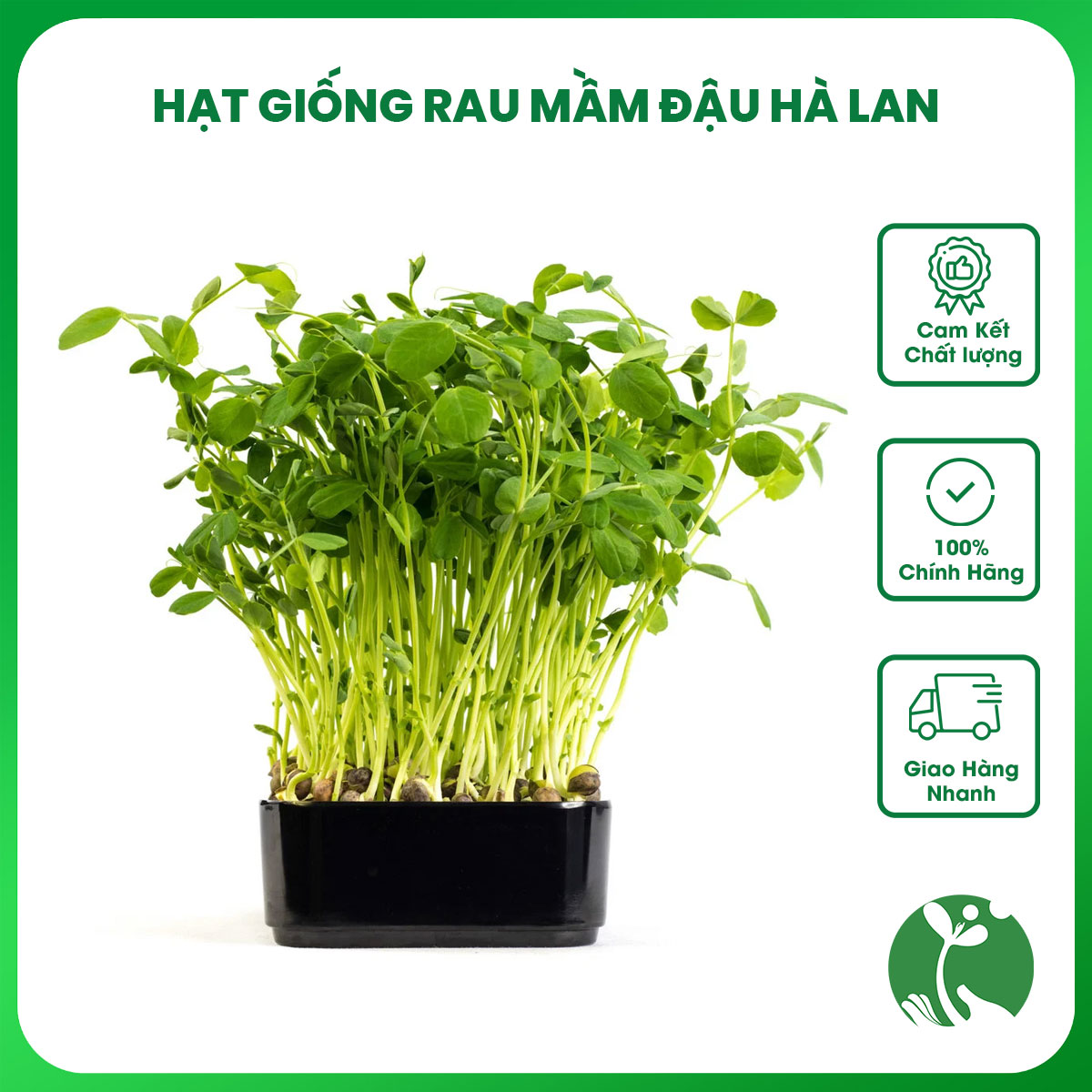 Hạt giống mầm đậu hà lan gói 50gr