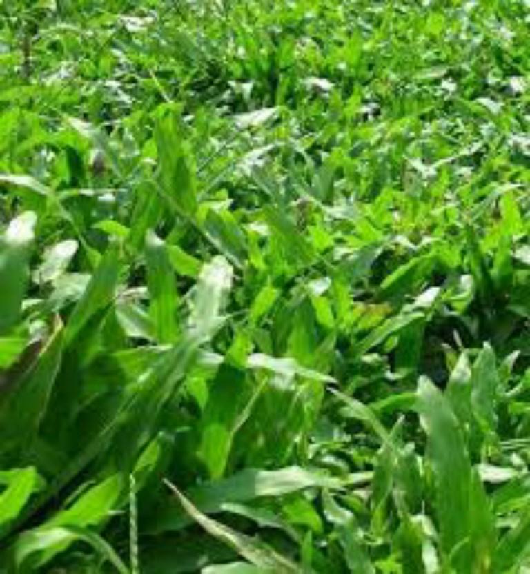 Hạt Giống Cỏ Lá Gừng F1. Túi 100 Gram - Chất Lượng Cao - Sinh Trưởng Mạnh .