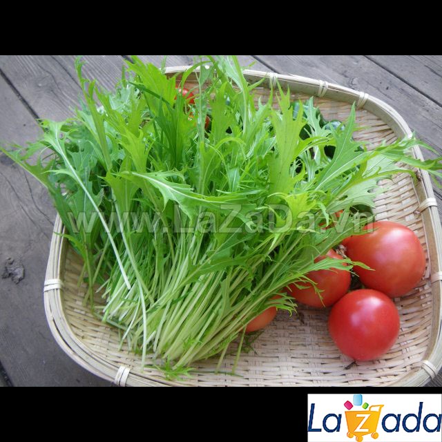 1KG Hạt Giống Cải Ngọt Đuôi Phụng (| Z23*W35)