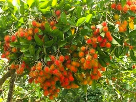 CÂY GIỐNG CHÔM CHÔM THÁI LÙN RUỘT VÀNG