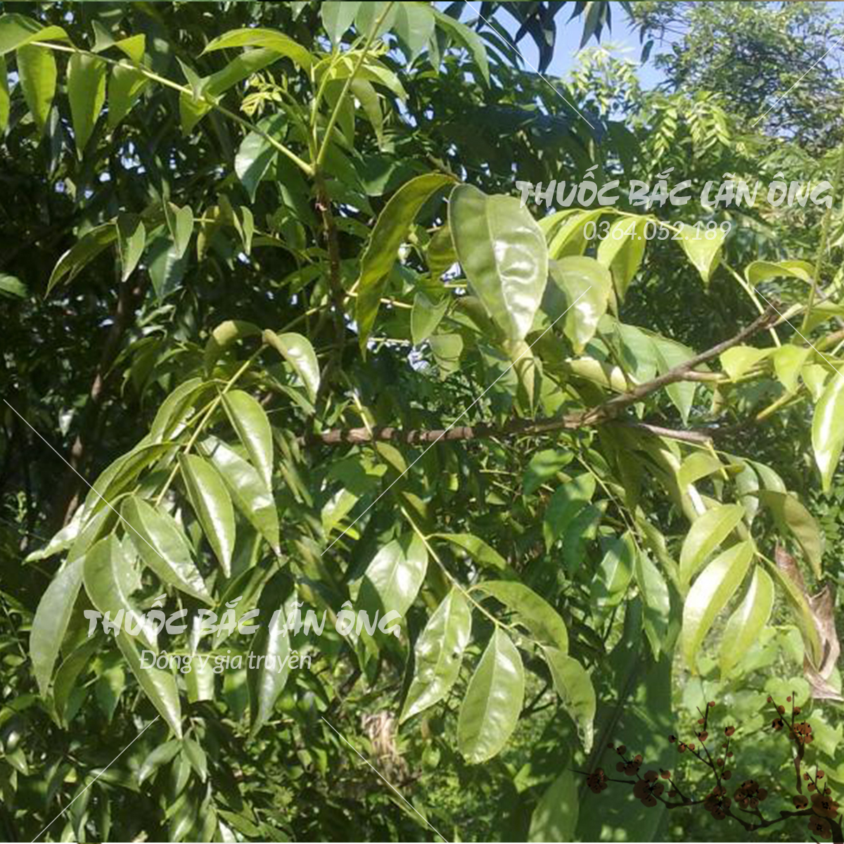 Lá mắc mật khô 500g (móc mật, gia vị tẩm ướp thịt nướng)
