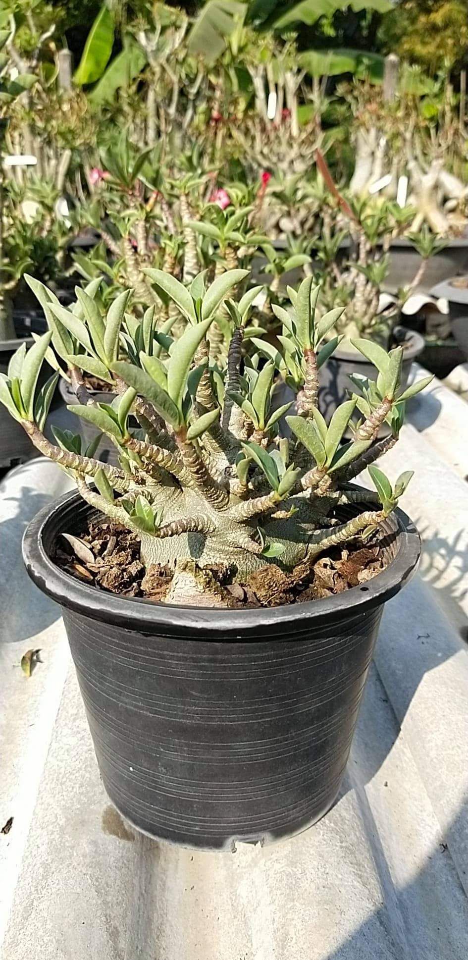 Gói 10 hạt hoa sứ kim tự tháp MKMK