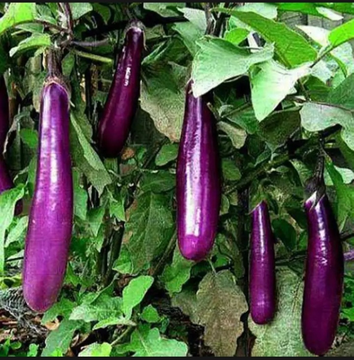 (HCM) Hạt giống cà tím 0.5gram