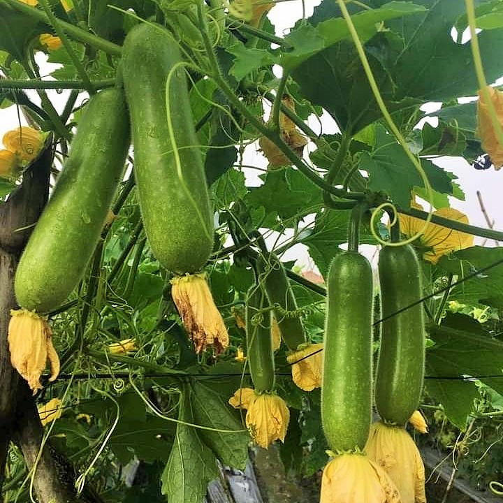 Hạt giống Bí đao chanh gói 0.2gr