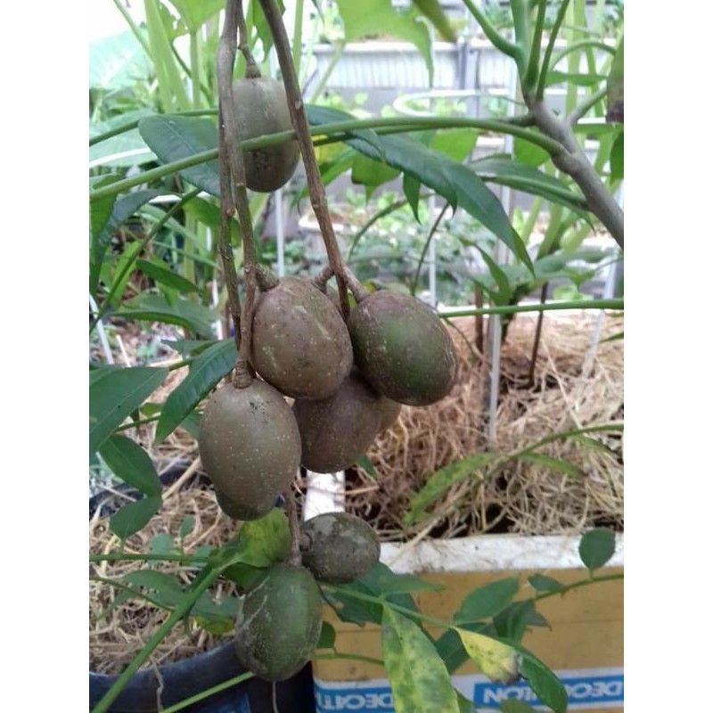 Cây cóc Thái lùn(cây đang cho trái nhiều)