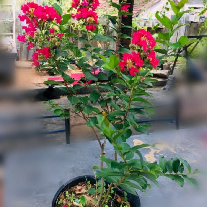 Cây giống tường vy đỏ đậm, hoa đỏ lá đỏ red hot,cam kết giống chuẩn loại 1
