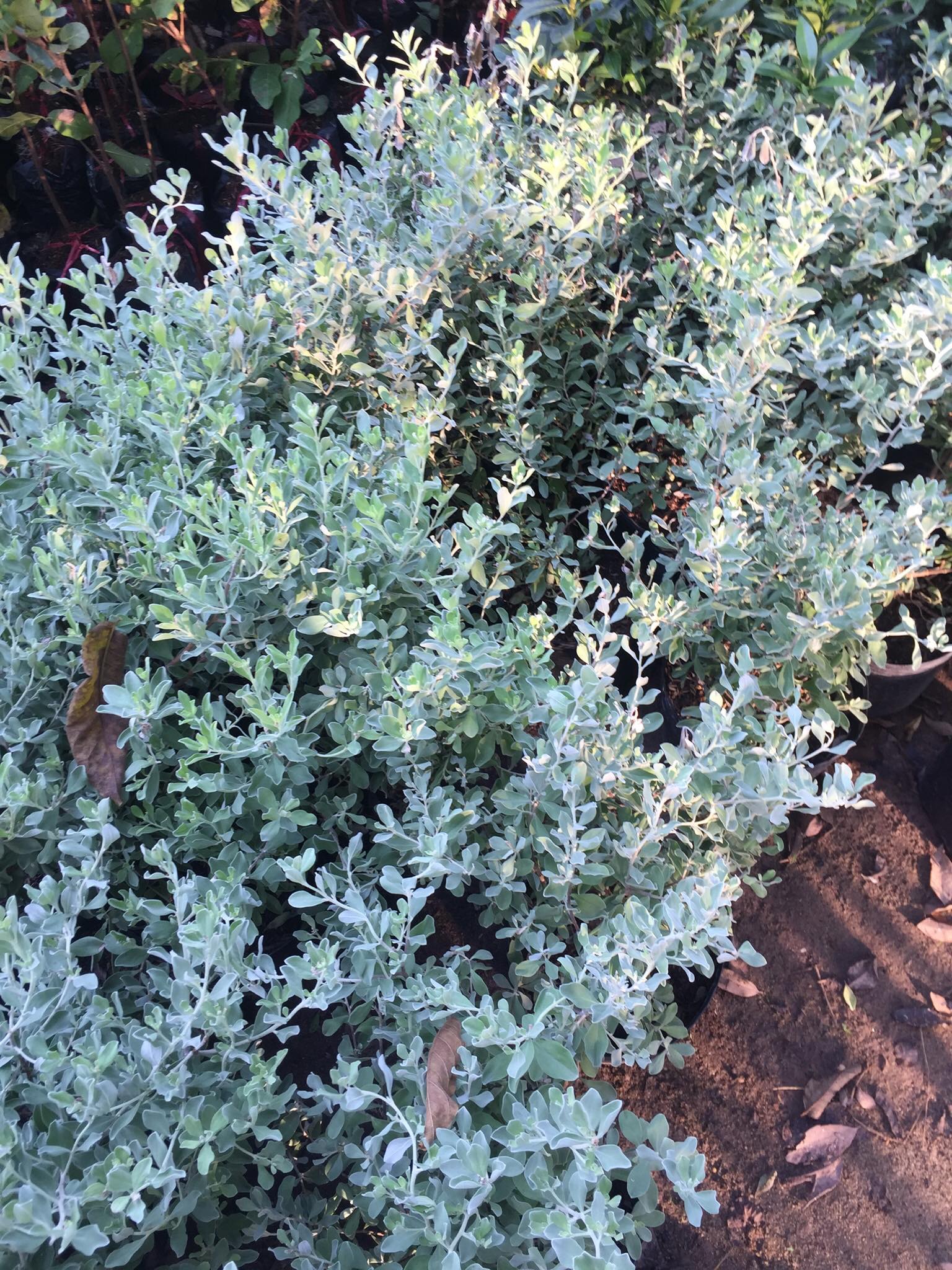 Chậu cây LÁ BẠC