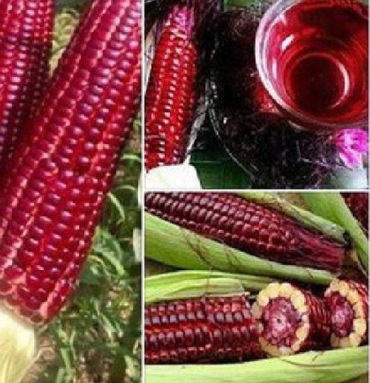 Hạt giống ngô Nữ Hoàng đỏ - gói 5gr