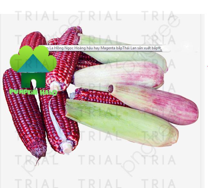 GÓI 80 HẠT BẮP F1 HỒNG NGỌC RUBY THÁI -NÃY MẦM 93% . TẶNG KÈM GÓI PHÂN 10G.