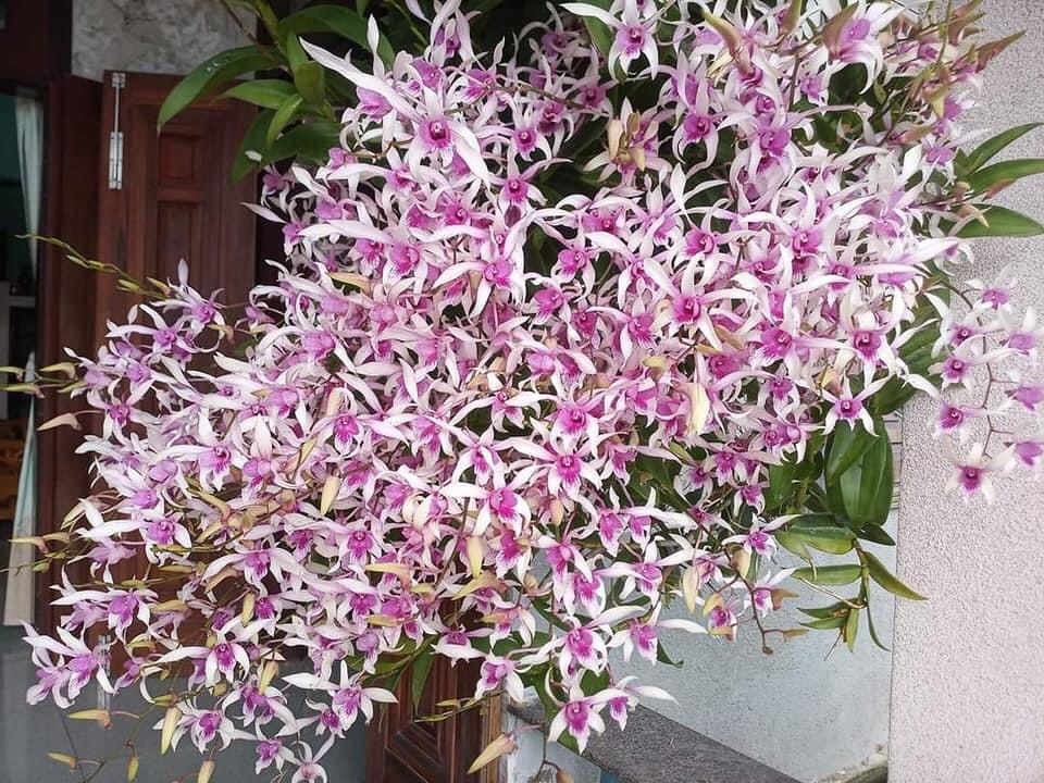 HOA LAN ALBA XƯA CÂY TƠ
