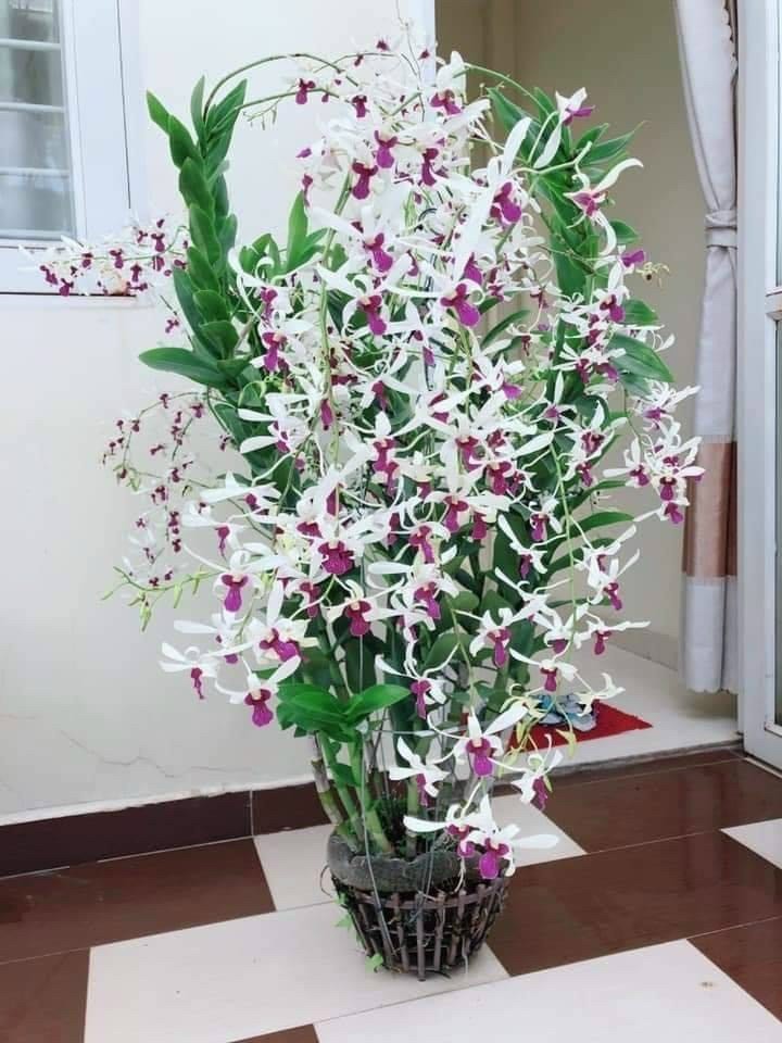 Hoa lan nắng bà liễu thơm (cây giống 7-12CM)