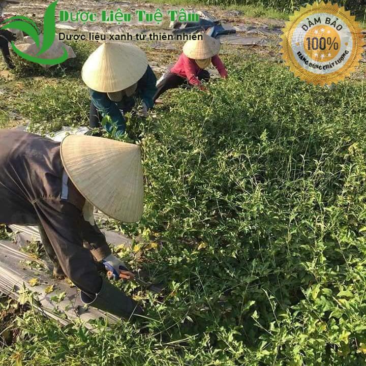 Cà gai leo - cà gai leo đạt chuẩn GACP - WHO