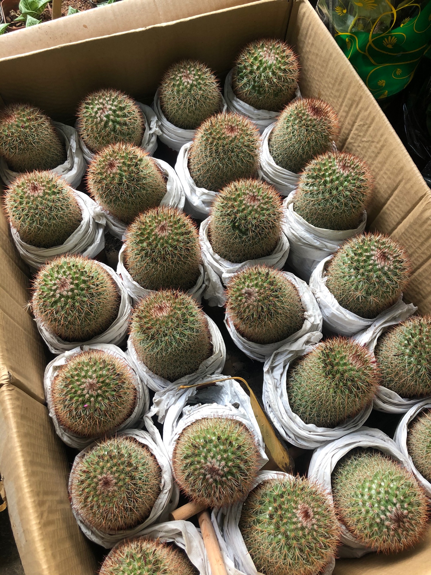 Xương rồng noto gai đỏ
