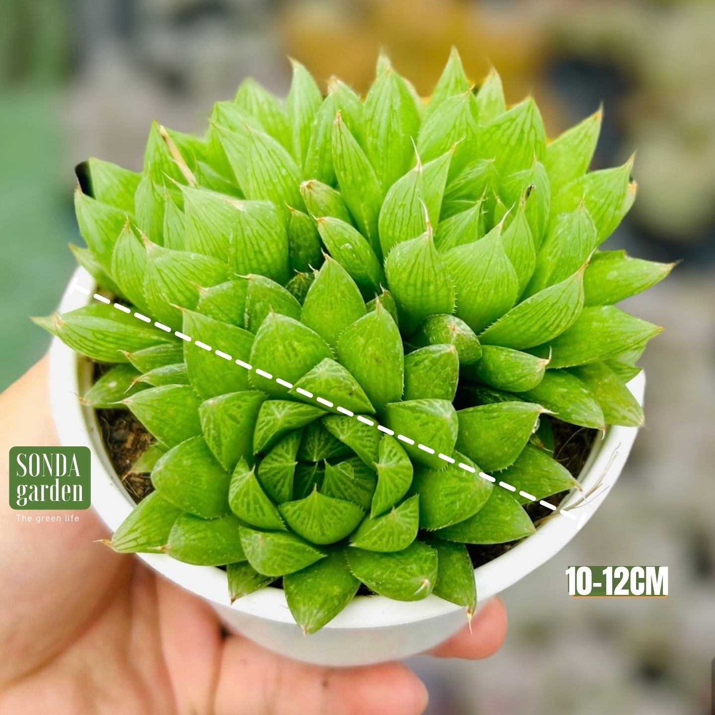 SEN ĐÁ DẠ QUANG SIZE TRUNG BÌNH LỖI 1 ĐỔI 1