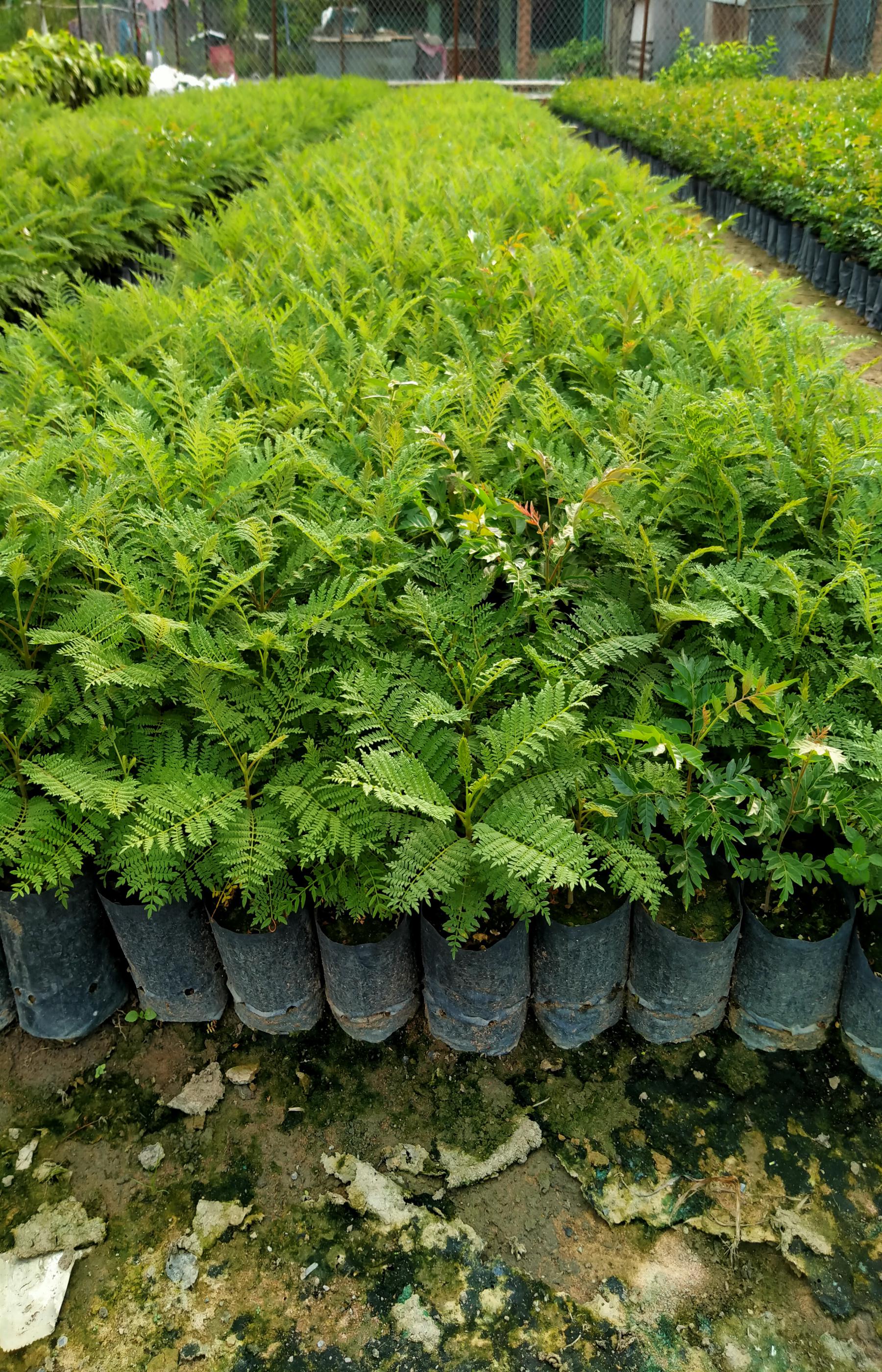 Combo 6 cây lát hoa trồng lấy gỗ quý