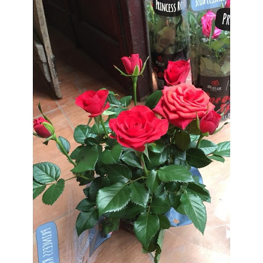 Hồng Tezza Lùn, Chọn Ngẫu Nhiên 1 Màu - Chậu Hoa Hồng