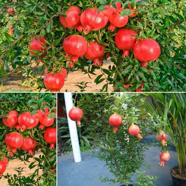 Hạt Giống Lựu Lùn - 5 Hạt