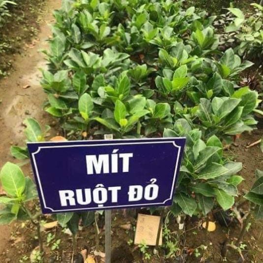 Cây Giống Mít Ruột Đỏ Cao 80cm - 1m ( Video ảnh thật )