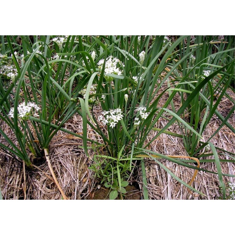Hạt Hẹ Ăn Bông - Gói 1 Gram