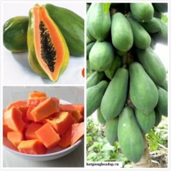 (COMBO 5 CÂY) CÂY GIỐNG ĐU ĐỦ LÙN SIÊU NGỌT