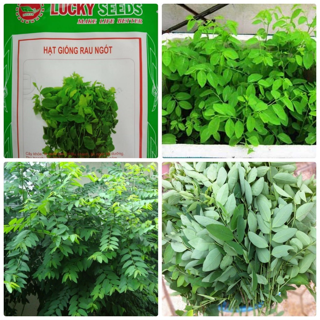 Hạt giống rau bồ ngót F1 - Gói 1gr