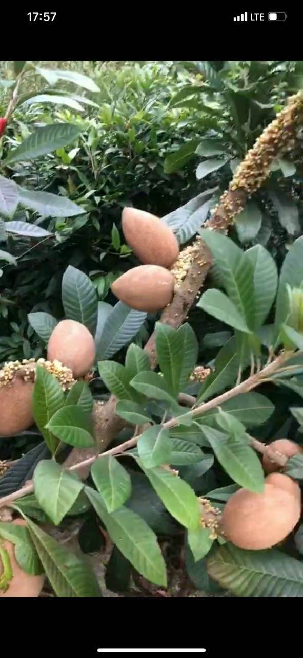 Cây Hồng Xiêm Ruột Đỏ Khổng Lồ ( Sapo Khổng Lồ )