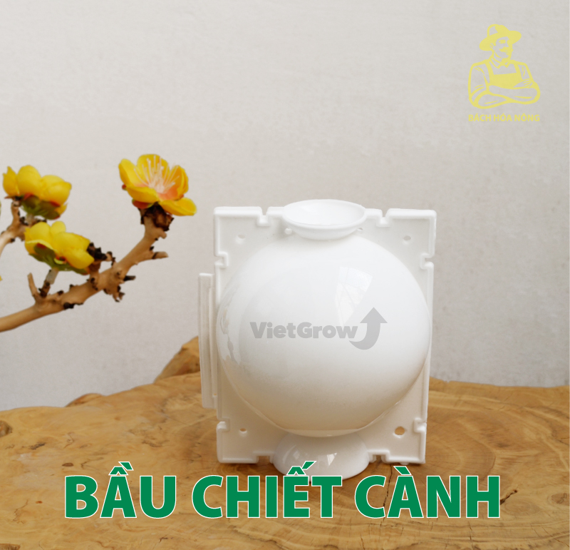 [HCM]Combo 5 Bầu chiết cành Croco - Size M (8cm), Màu Trắng