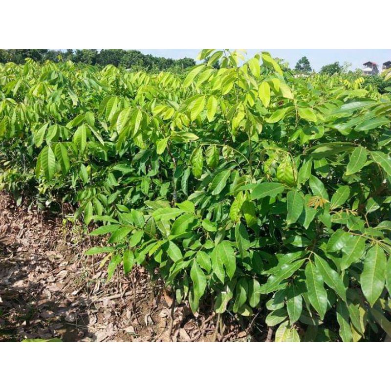 Cây giống Nhãn Tiêu Da Bò 7 Tô (CÂY GIỐNG NGỌC HIẾU)