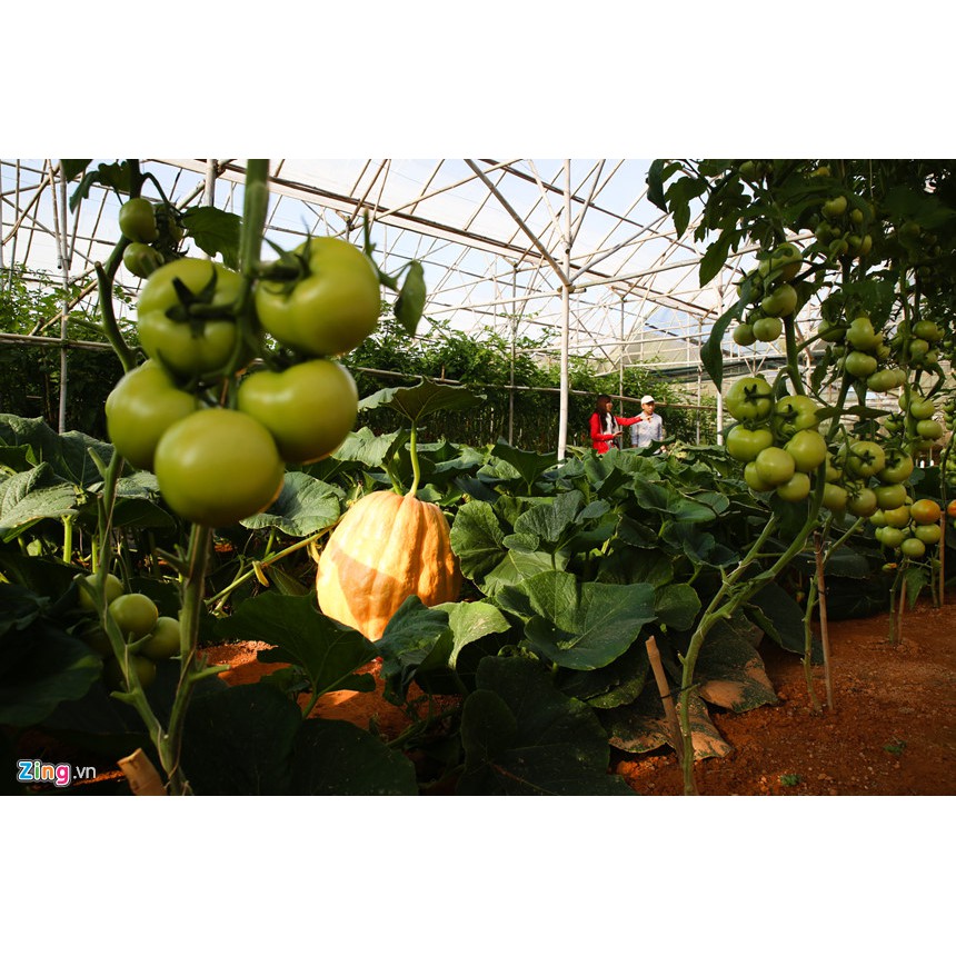 Hạt giống bí đỏ KHỔNG LỒ gói 5 hạt