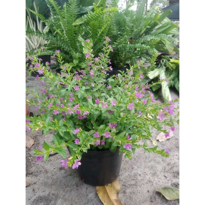 Cây Cẩm Tú Mai - Cây cảnh mini- caykiengsadec