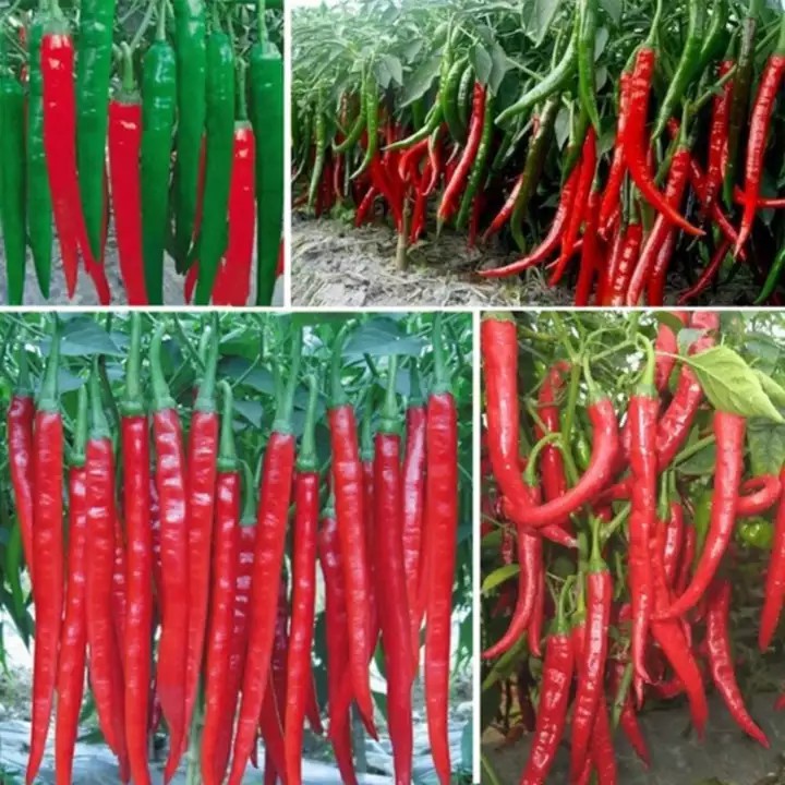 Hạt giống ớt siêu dài