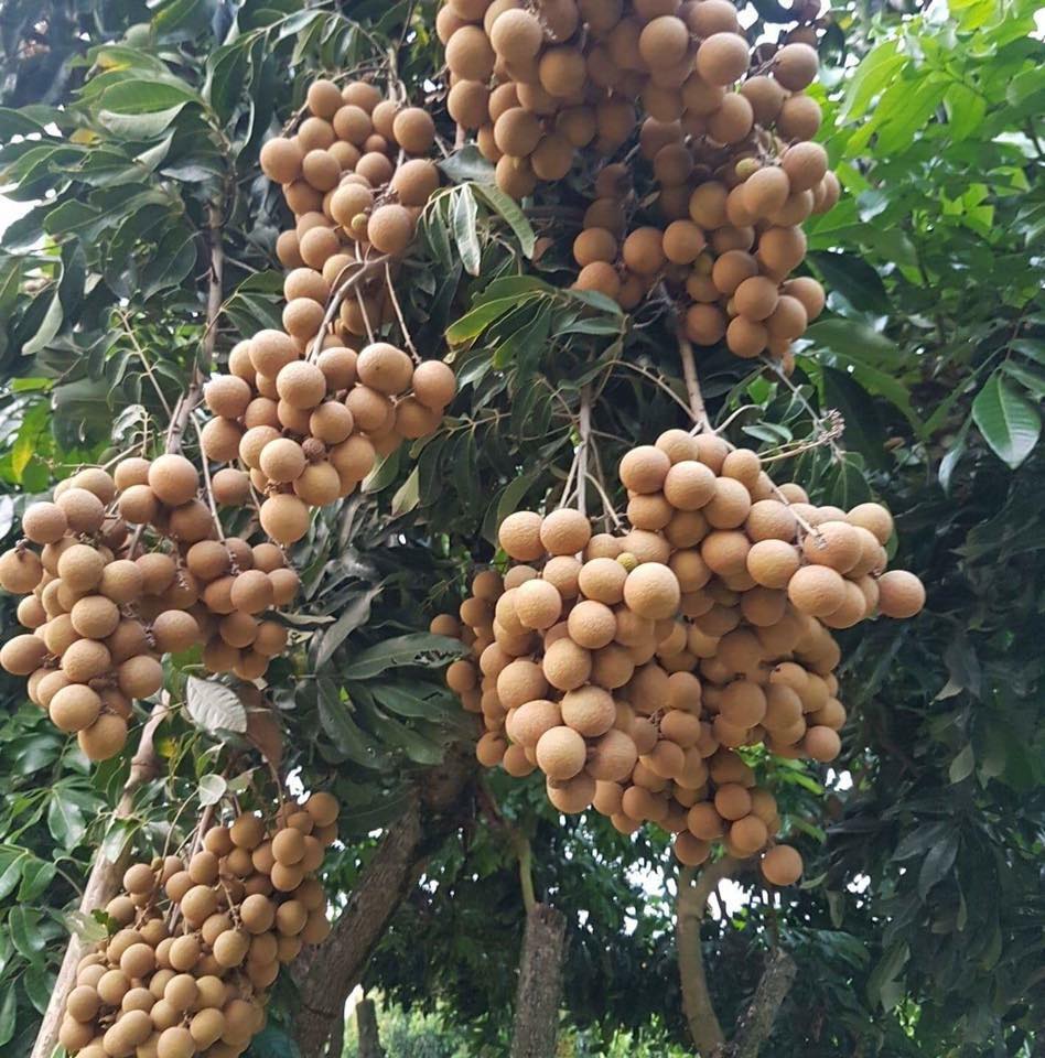 Cây nhãn lồng sớm hưng yên ghép, cây giống chuẩn, siêu quả, ngon ngọt + tặng kèm 3 cây chè xanh uống nước