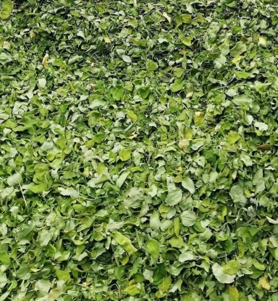 Chùm ngây sấy khô (Gói 1kg)