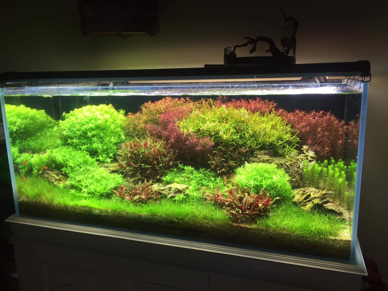 Cây thủy sinh cắt cắm dễ trồng, không cần Co2