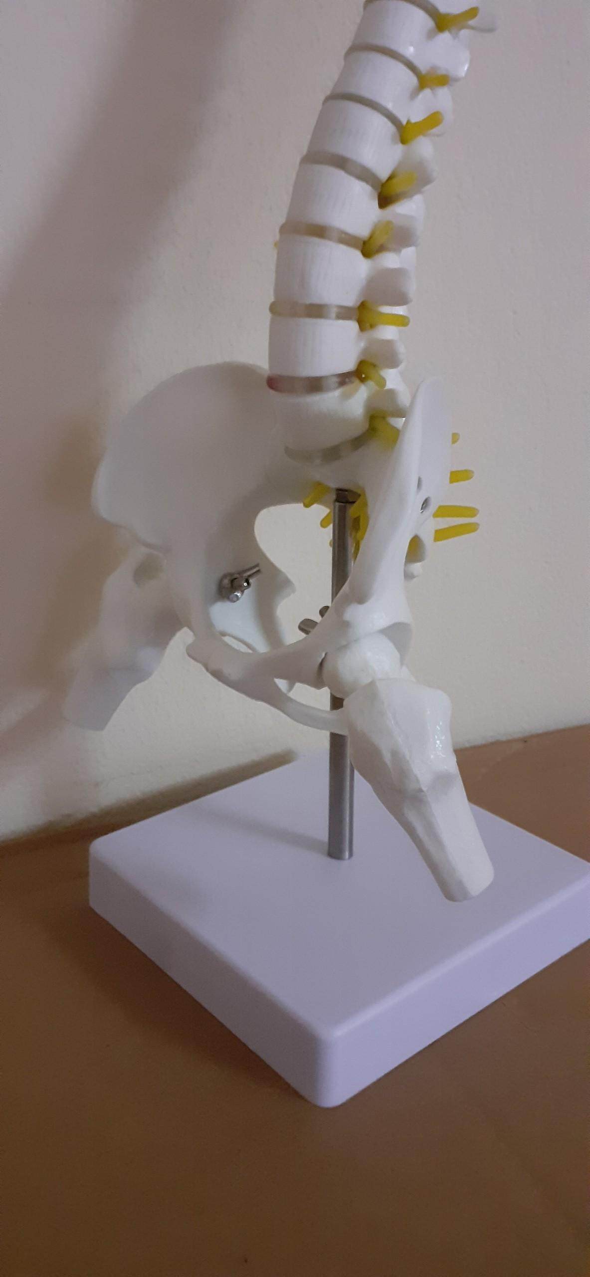 Mô hình xương cột sống 45cm