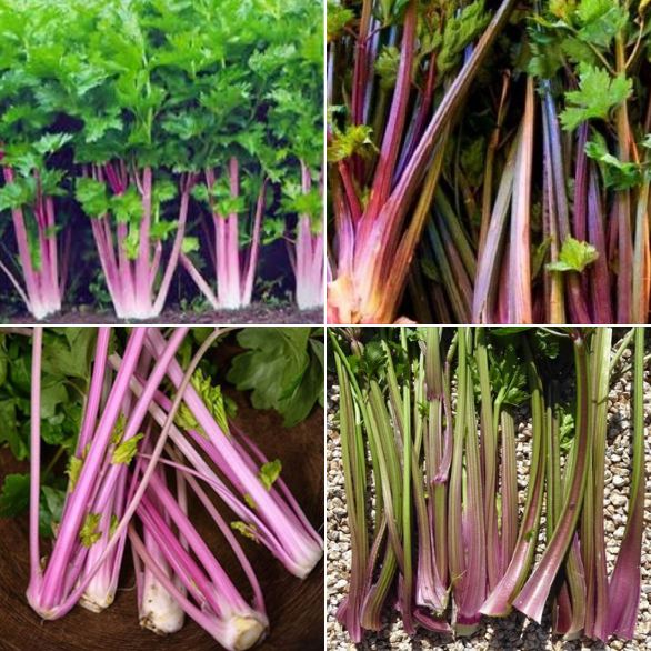 Hạt giống rau cần tây đỏ - Gói 2gr