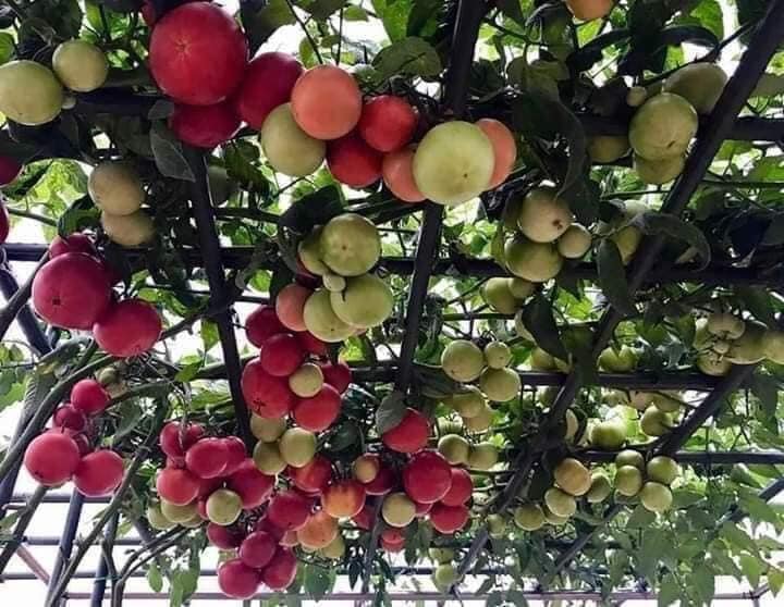 " Gói 10 "Hạt giống cà chua leo giàn ( cà chua bạch tuộc ) [Seeds]