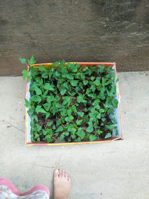 Cây giống đu đủ da vàng