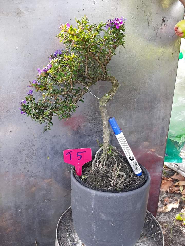 Linh sam 86 bonsai để bàn đã tạo dáng