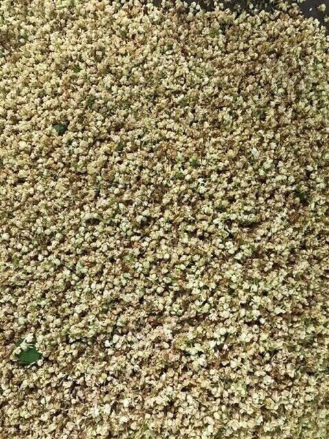 1Kg Hoa Nhài Khô Nguyên Chất